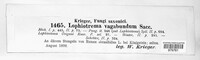 Lophiostoma vagabundum image